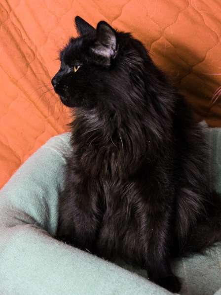 Черный кот Сэмуель–метис мейн-куна в добрые руки в Москве фото 6
