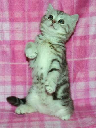 Гилберт в Санкт-Петербурге фото 3