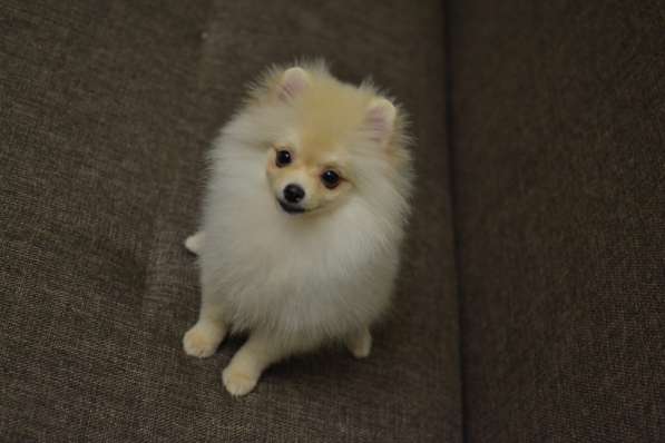 Мальчик шпиц