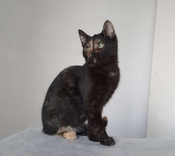 Котенок Лучик, девчушка-очаровашка. В добрые руки в Москве фото 8