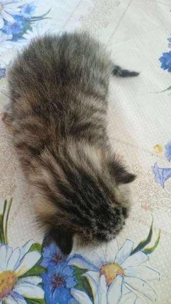 Подарю котят в Ростове-на-Дону фото 17