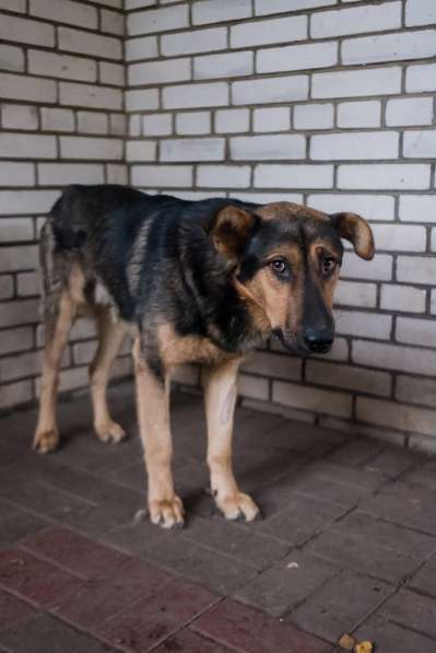 Разумный ласковый молодой пес в Санкт-Петербурге фото 13