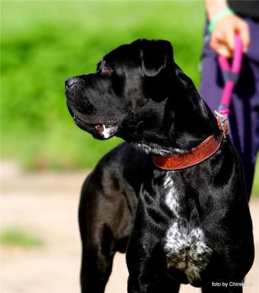 Молодой кане корсо Крош ищет семью в Москве фото 6