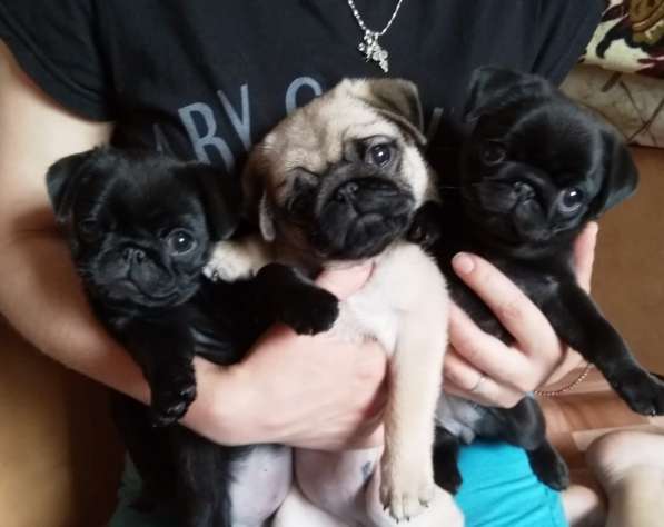 Щенки Мопса в Москве фото 3