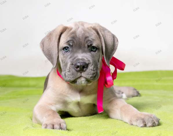 Кане - Корсо. Форментино в фото 3