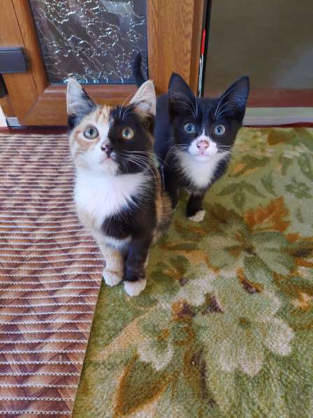 КОТЯТА ДАРОМ в фото 10