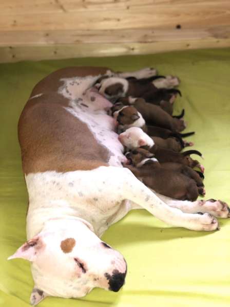 Щенки Американского Стаффордширского терьера в Санкт-Петербурге фото 16