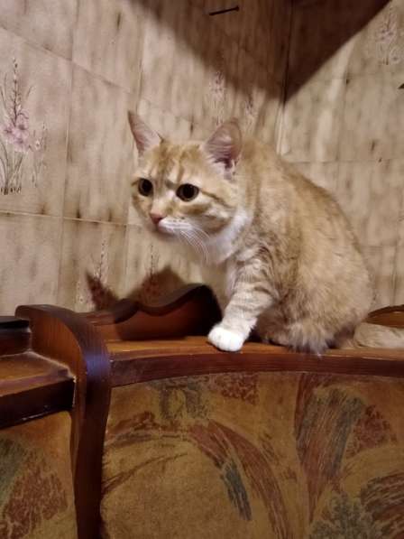 Кошечка ищет любящий дом в Сергиевом Посаде фото 10