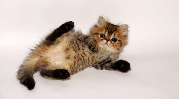 Персидский котенок девочка в Санкт-Петербурге фото 4