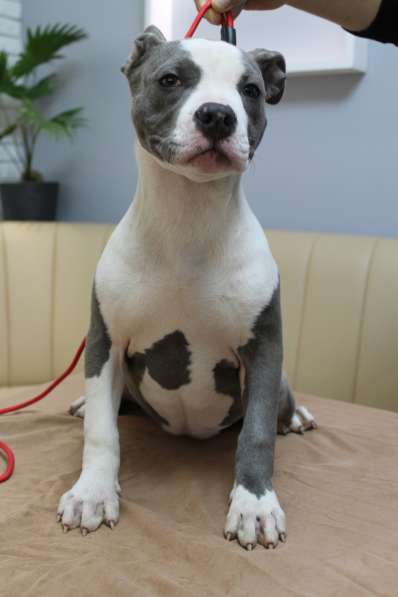 Шикарные щенки Ам-Стаффа в фото 12