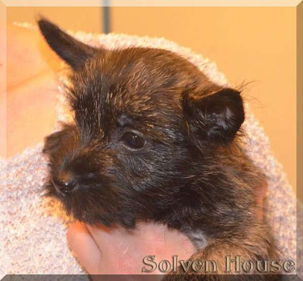 Щенки Керн терьера, девочки в Москве фото 5