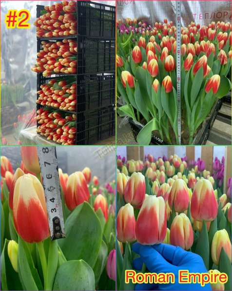 Принимаем заказы на тюльпаны к 14 февраля и 8 марта в фото 7