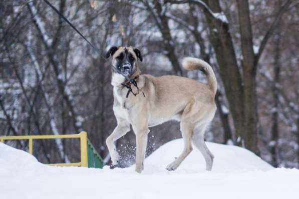 Веселый пес Джек ищет дом! в Москве фото 8
