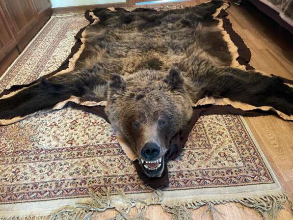 Шкура медведя, чучело в Москве фото 5