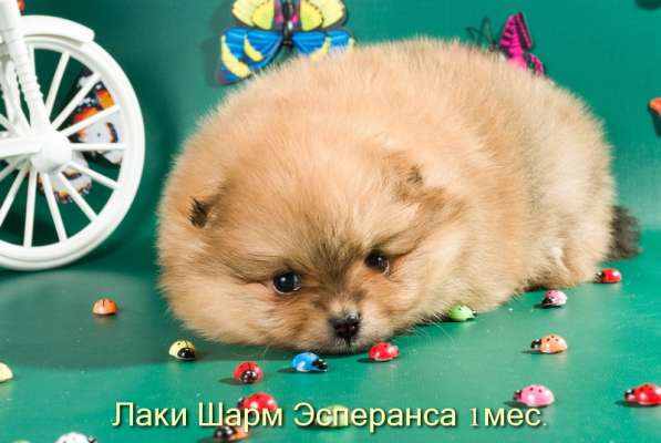 Породные щенки померанского шпица от питомника Лаки Шарм в Москве фото 13