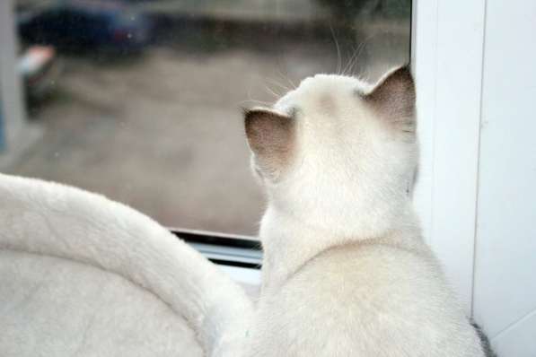 Котик от серебристой шиншиллы в Ростове-на-Дону фото 4
