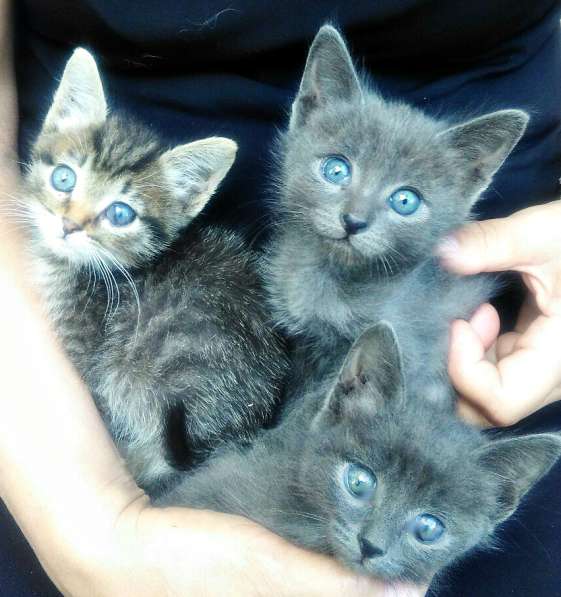 В добрые руки милых малышей от зеленоглазой кошки!