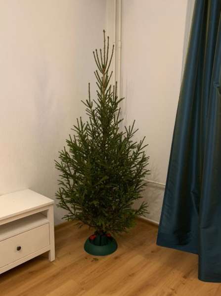 Ель Русская, ёлочка, новогодняя в Санкт-Петербурге фото 6