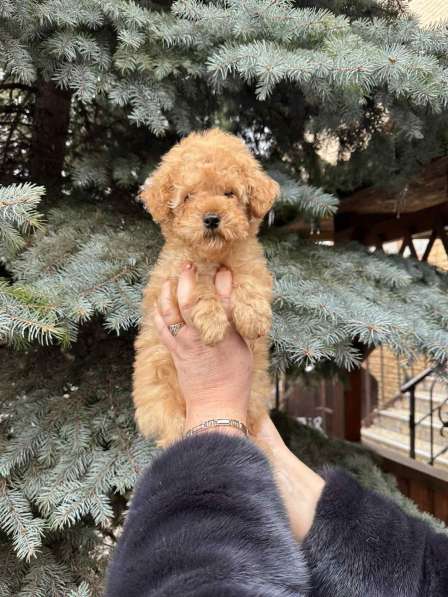 Poodle. Apricot boy в фото 3