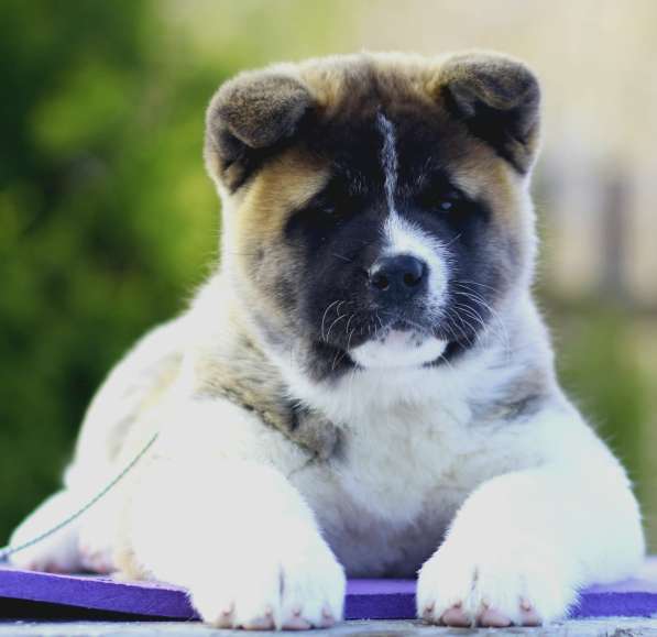 Щенки Американской акиты в Санкт-Петербурге фото 34