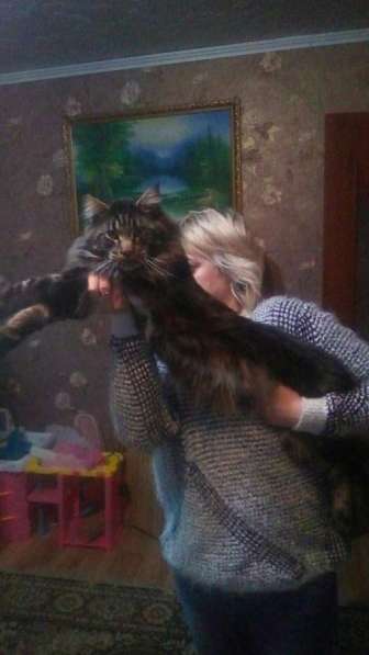 Вязка мей кун в Сухом Логе фото 13