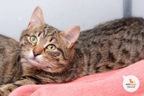 Котик Тоби ищет дом