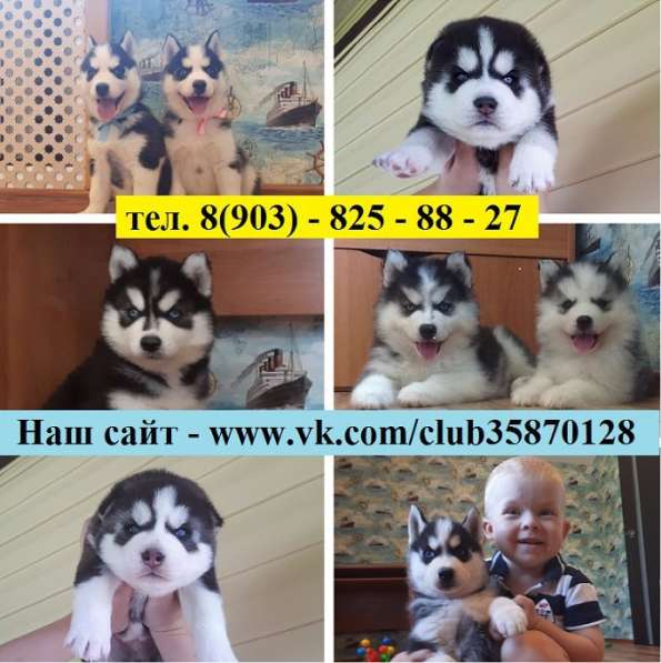 Классные детки хаски