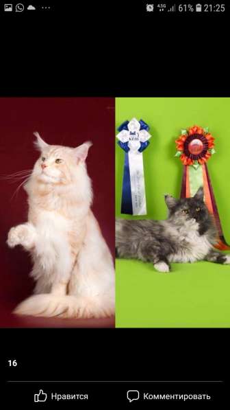 Котята породы Мэйн-кун в фото 9