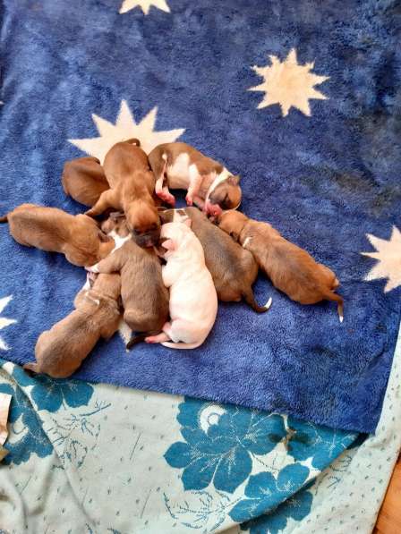 Милые мальчики и девочки Амстаффа резерв ркф в Москве фото 63