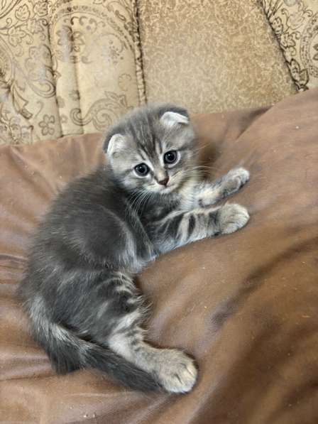 Котята шотландские вислоухие и прямоухие в Оренбурге фото 4