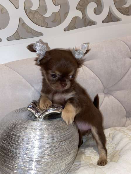 Мини малышка тип Кобби в