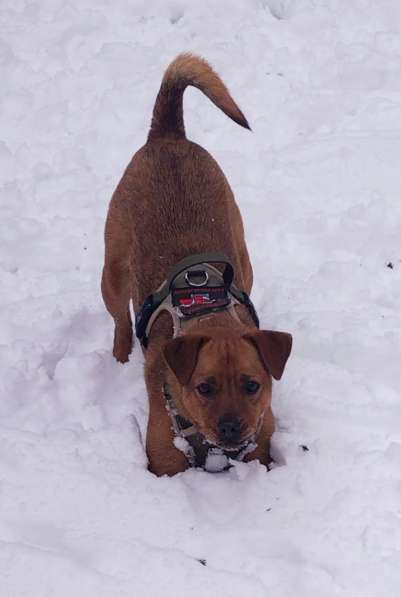 Небольшая собачка спасена из СВО ищет семью