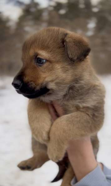 Собака в добрые руки в Новосибирске фото 4