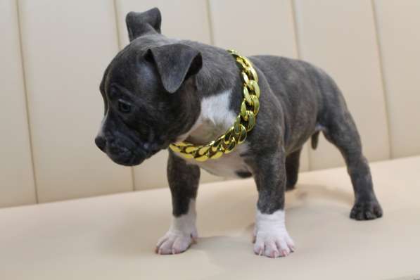 Шикарные щенки Американ Булли покет в фото 12