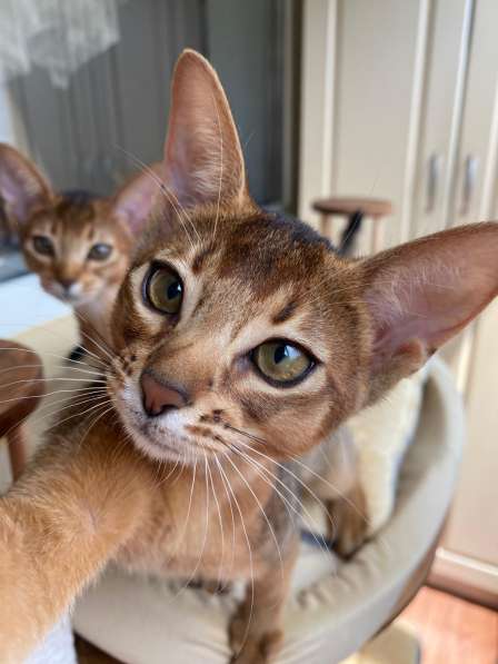 Абиссинский котёнок девочка с документами в фото 3