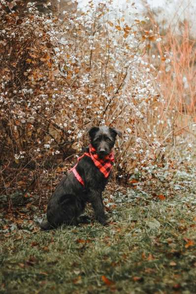 Бородатик Соня ищет дом в Москве фото 3