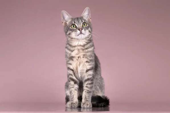 Милая девочка-котенок Маруся в добрые руки в Москве