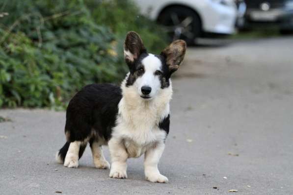 Вельш корги кардиган-мальчик в Москве фото 3