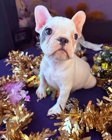 Французский бульдог в Уссурийске