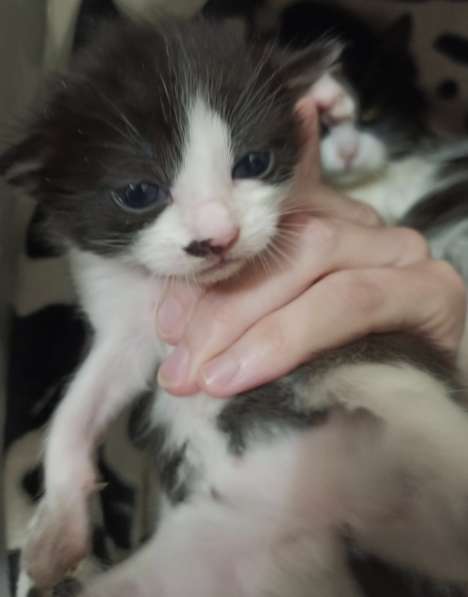 Багира в фото 11