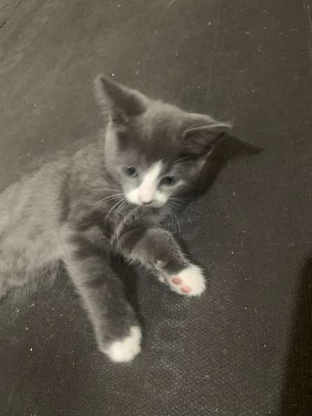 Котята в добрые руки в Санкт-Петербурге фото 3