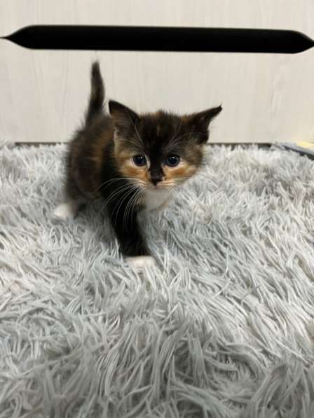 Котята в Яхроме