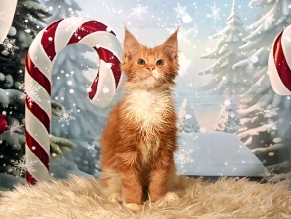 Котята в фото 7