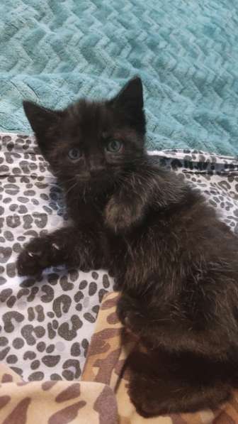 Котята два мальчика и девочка в Орске