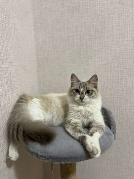 Рисунок по фото питомца в Москве фото 3