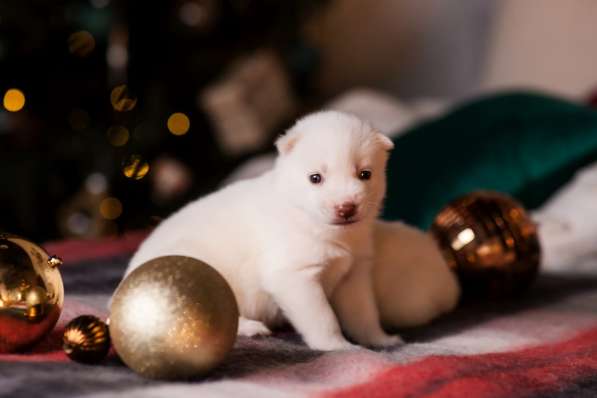 Открыта бронь на щенков хаски в Москве фото 21
