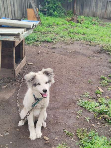 Щенята в хорошие добрые руки в Чите