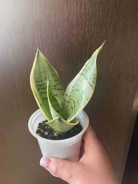 Сансавиерии сортовые в Ставрополе фото 3