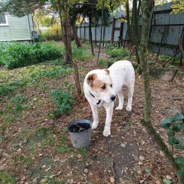 Алабай Рэм ищет дом! в Москве