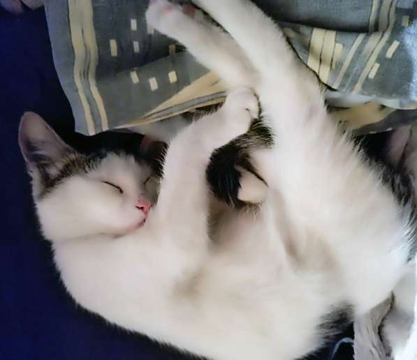 Котёнка ищет дом для создания уюта в Москве фото 3